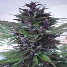 Homegrown Purple > Homegrown Fantaseeds